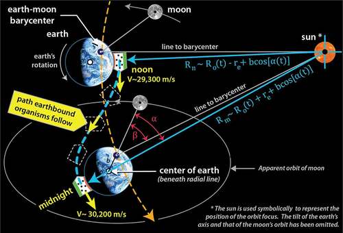 Figure 6. Path that organisms follow between noon and midnight (dashed blue line). Orbital path of the earth-moon barycenter indicated by dashed yellow line. Note the change in velocity and in radial distance to the sun. Note too how the offset in the barycenter and radial lines to noon and midnight