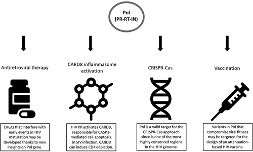 Figure 1. HIV Pol as target for different therapeutic strategies.