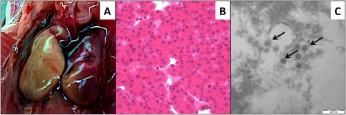 Figure 4. Pathogenicity in SPF chicken embryos. (A) Friable and discoloured livers of dead embryos. (B) Severe congestion in the liver (H&E stain). (C) Virions of HLJDAd15 in liver viewed by transmission electron microscopy (arrows).