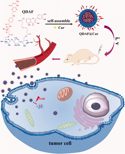 Figure 2. Schematic representation of QDAF self-assembly into nano-micelles and QDAF@Cur targeting to MCF-7 cells.