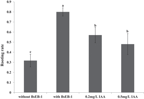 Figure 3. Effects of co-culturing with Pseudomonas fluorescens BsEB-1 or the addition of exogenous IAA on the rooting of Bletilla striata tissue culture seedlings. Means are values ± S.E, Means value with different letters in the figure indicates the significance difference (P˂0.05).