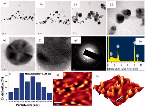 Figure 3. (a–e) TEM images of different magnifications, (f) HR-TEM image, (g) SAED pattern, (h) EDX spectrum, (i) particles’ size distribution, (j) and (k) AFM images of AgNP-E. scaber.