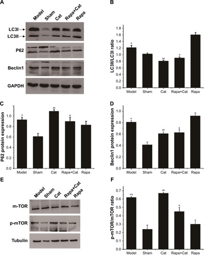 Figure 4 Effects of catalpol on LC3II/LC3I, P62, Beclin1, and p-mTOR/mTOR level in each group as determined by Western blot analysis.