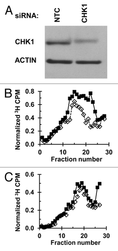 Figure 2. Depletion of CHK1 abrogates the intra-S checkpoint response: (A) NHF1 cells were electroporated with NTC or CHK1 siRNA. Cells were harvested 24 h later and protein extracts examined by immunoblotting. (B and C) Velocity sedimentation analysis of nascent DNA from NHF1 cells exposed to UVC (sham-closed squares or 2.5 J/m2-open diamonds), following electroporation with (B) NTC or (C) CHK1 siRNA. Cells were irradiated 24 h post-electroporation and 45 min later were pulse labeled with 3H-thymidine for 15 min.