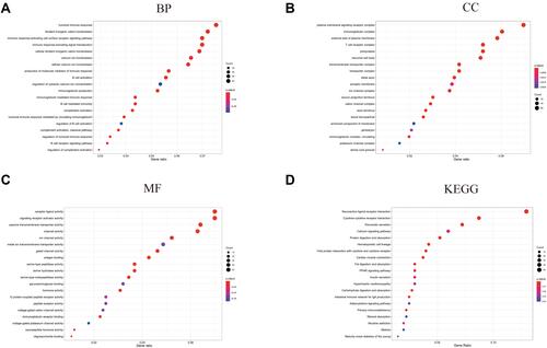 Figure 5 Functional enrichment analyses based on the DEGs from the risk model. (A) The Biological Process (BP) enrichment analysis is based on the DEGs from the risk model. (B) The Cellular Component (CC) enrichment analysis is based on the DEGs from the risk model. (C) The Molecular Function (MF) enrichment analysis is based on the DEGs from the risk model. (D) The KEGG enrichment analysis is based on the DEGs from the risk model.