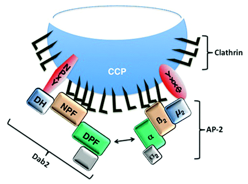 Figure 1.Schematic illustration of the Dab2 and AP-2 interactions during clathrin-mediated endocytosis. Dab2 and AP-2 mediate assembly of the clathrin coat and recruitment of transmembrane cargo proteins for incorporation into clathrin coated pits (CCPs). The Dab2 DH domain interacts with the NPxY motif-containing cargo proteins and the µ2 adaptin of AP-2 interacts with the YxxΦ motif-containing cargo proteins. Our recent data demonstrate that the DH domain may recruit cargo, such as CFTR that does not have a canonical NPxY motif (20). The Dab2 NPF repeats and the β2 adaptin of AP-2 bind clathrin. Moreover, Dab2 and AP-2 interact with each other by binding of the Dab2 DPF motif to the α adaptin of AP-2.