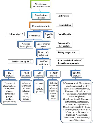 Figure 1. Schematic representation of the procedures for antibiotic isolation, purification, characterization and structure elucidation.