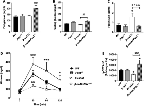 Figure 1. Assessment of glucose homeostasis and glucose tolerance in β-caAkt and pdx1+/- intercross. (A) Fed glucose levels in blood; (B) Fasting glucose levels; (C) Fed plasma insulin levels; (D) Blood glucose levels after intraperitoneal glucose injection (2 g/kg) and (E) Area under the curve of values obtained in (C). * p < .05, ** p < .01 and *** p < .001 compared to WT. # p < .05, ## p < .01 and ### p < .001 compared to β-caAkt. N = 4–13.