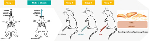 Figure 1 Silicosis model and treatment scheme. Wistar rats were anesthetized with isoflurane and their tracheae were exposed to a SiO2 solution (50 mg/mL per rat) or physiologic (0.9%) saline (vehicle control). They were administered via the intraperitoneal route using the treatment scheme as shown with 0.9% saline, Ac-SDKP, and Ac-B for 4 weeks. Detecting markers of pulmonary fibrosis.