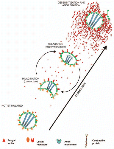 Figure 10 Hypothetical scheme of Nostoc cells motility through a gradient of lichen lectin. The first binding of the lectin to its receptors induces polar cell invagination produced by interaction of an ATPase with contractile ability, sensitive to blebbistatin, with F-actin cytoskeleton. After this, depolymerization of F-actin is achieved at the opposite pole, re-polymerization of which produces the cell advancement.