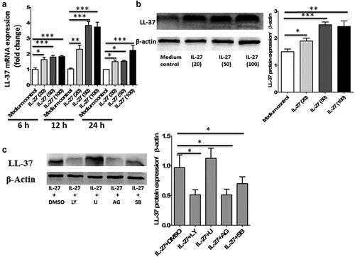 Figure 1. IL-27 induced LL-37 expression in primary human colonic epithelial cells. (a) Kinetic gene expression of LL-37 in primary human colonic epithelial cells after stimulation with different doses of recombinant human IL-27 protein (20, 50 and 100 μg/ml) for different times (6, 12 and 24 hours). (b) Representative Western blot analysis of LL-37 protein expression in cell lysates of primary human colonic epithelial cells at 24 hour after stimulation with different doses of recombinant human IL-27 protein (20, 50 and 100 μg/ml). Total proteins were extracted from primary human colonic epithelial cells (1 × 106 cells), and an equal amount of protein (10 μg) was subjected to SDS-PAGE (10%) before blotting onto a PVDF membrane. β-Actin was used as a control to ensure an equal amount of loaded protein. (c) Effects of signaling molecule inhibitors on LL-37 protein expression. Primary human colonic epithelial cells were pretreated with AG490 (5 μM; AG), LY294002 (10 μM; LY), SB203580 (20 μM; LY), or U0126 (10 μM; U) for 1 hour, followed by incubation for 24 hour with or without IL-27 (50 ng/ml). LL-37 protein expression in cell lysates was analyzed by Western blot. Densitometry quantification of blots was shown as in histograms on the right. LL-37 expression was normalized to β-actin for each sample, and expression was graphed as fold change above cells at 0 min. Results are expressed as mean ± SD of 5 independent experiments. *P < .05, **P < .01,***P < .001 when compared between groups denoted by horizontal lines
