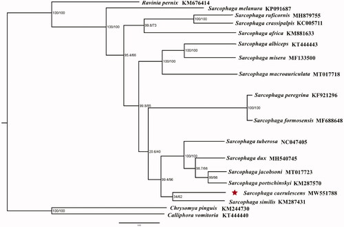 Figure 1. Phylogenetic trees of Sarcophaga caerulescens with other 15 flesh flies based on 13 protein-coding genes using the maximum-likelihood method (ML). Chrysomya pinguis and Calliphora vomitoria were selected as outgroups. Posterior probabilities/maximum-likelihood bootstrap values are shown at each node.