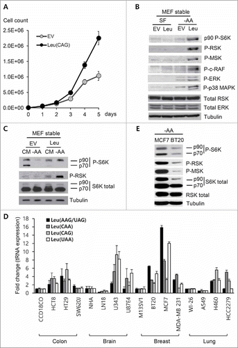 Figure 6. Characteristics of stable tRNALeu CAG-overexpressing cells. (A) Real-time monitoring of the proliferation of stable NIH3T3 MEF cells expressing tRNALeu CAG. Values are presented as means ± standard deviations (n = 9). (B and C) Western blot analysis of the stable NIH3T3 MEF cells under different culture conditions. Activation of RSK and MSK signaling was compared under SF (serum free) and −AA (amino acid starvation) (B) or under CM (complete media) and −AA (amino acid starvation) conditions (C). (D) Levels of the different tRNALeu isotypes in several cancer cell lines were analyzed using qRT-PCR and then compared with those in normal cell lines (CCD18C0, NHA, M13SV1, and WI-26). Values are presented as means ± standard deviations (n = 3). (E) Comparison of RSK and MSK signaling between MCF7 and BT20 cell lines under amino acid-deprived conditions (−AA).