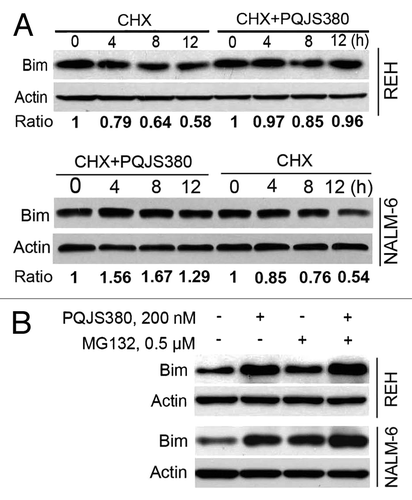 Figure 5. PQJS380 increased stability of Bim protein. (A) PQJS380 delayed the turnover rate of Bim protein. REH and NALM-6 cells were pretreated with or without 30 nM PQJS380 for 2 h, then exposed to 100 μg/mL cycloheximide (CHX) for various durations, and then underwent western blotting analysis. The immunoblots were quantified by densitometry. The scale of blots were normalized to that of relevant actin, and then normalized to control. (B) PQJS380 increased the protein levels of Bim through ubiquitin-proteasome pathway. REH and NALM-6 cells were treated with 200 nM PQJS380 for 24 h in presence or absence of pretreatment with 0.5 μM MG132 for 2 h, and then underwent western blotting analysis for Bim protein levels.