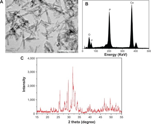 Figure 1 Transmission electron microscopy image (A), energy dispersive spectroscopy (B), and X-ray diffraction (C) patterns of nanofluorapatite (bar represents 100 nm).