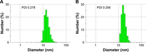 Figure 2 Hydrodynamic diameter distribution of GNP-PEG and GNP-PEG-R8 tested by DLS. (A) Hydrodynamic diameter of GNP-PEG was 19.7±2.8 nm (mean±SD). (B) Hydrodynamic diameter of GNP-PEG-R8 was 27.8±1.8 nm (mean±SD).Abbreviations: GNP, gold nanoparticle; PEG, poly(ethylene glycol); R8, octaarginine; DLS, dynamic light scattering.