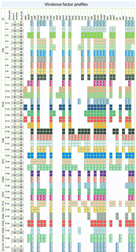 Figure 1. Profiling of virulence factor genes in Escherichia coli clone pairs. All clone pairs had identical virulence factor profiles. Blank and colored boxes indicate the absence and presence of the virulence factor genes, respectively. Ti, Terminal ileum; R, Rectum.