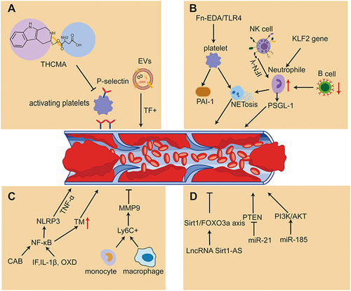 Figure 1 Mechanisms of venous thrombosis through PAI-1, inflammatory factors, miRNA, age-related changes, NETs formation, P-selectin activation and immunological processes. (A) THCMA inhibits platelet activation and aggregation by P-selectin to reduce thrombosis and tissue factor-positive (TF+) EVs are associated with VTE (B) Exogenous cellular Fn-EDA stimulated NETosis in neutrophils via TLR4-stimulated thrombin-activated platelets and TLR4 contributes to Fn-EDA-mediated DVT. B-cell deficiency leads to an increase in circulating neutrophils and an increased abundance of NETs within the thrombus. NK cells promote venous thrombosis by activating neutrophils and producing IFN-γ-dependent NETs. (C) Ly6C+ monocytes and macrophages release IL-6 that induce mononuclear cell sources of MMP 9, and MMP 9 participates in the process of thrombolysis. IL-1β, TF, XOD, GAB, and TNF-α regulate venous thrombosis through the NLRP 3 / IL-1 /NF-κB signaling mechanism. (D) Mir-185 inhibits thrombosis by regulating PI3K/Akt signaling pathway, which inhibits inflammation-induced tissue factor expression in deep vein endothelial cells. MiR-21 inhibits the expression of PTEN, increases the proliferation of endothelium and promotes the formation of new blood vessels and venous thrombosis. LncRNA SIRT1-AS reduces the incidence of aging-associated DVT by Sirt1/FOXO3a axis.