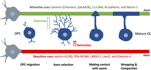 Figure 4 Schematic of Myelination Progression in Mammals. After migrating to the final spot, OPCs extend or retract processes following attractive or repulsive cues on axons. OPC, oligodendrocyte precursor cell. OL, oligodendrocyte.