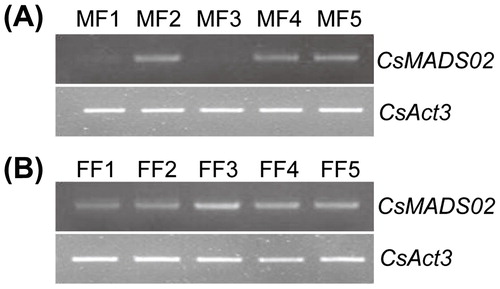 Figure 6. RT-PCR analysis of expression profiles of CsMADS02 during flower development in cucumber. Note: MF1/FF1 to MF5/FF5 were divided based on the corolla length. MF1/FF1 = (2.5 ± 1) mm, MF2/FF2 = (5 ± 1) mm, MF3/FF3 = (9 ± 2) mm, MF4/FF4 = (15 ± 2) mm, MF5/FF5 = (20 ± 2) mm. MF, male flowers. FF, female flowers.