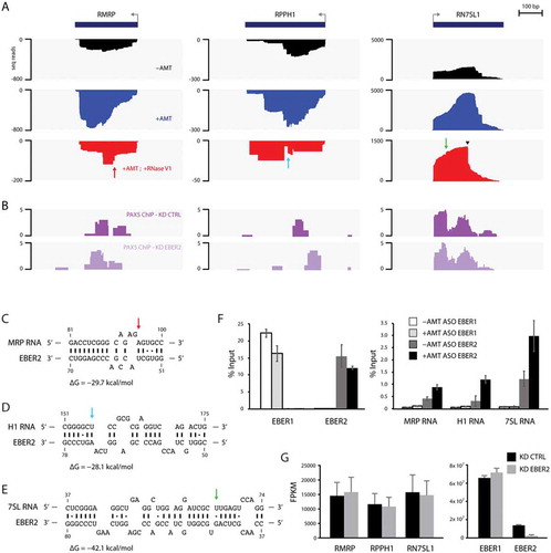 Figure 3. Candidate host EBER2-interacting RNAs. (A) Tracks for the gene loci RMRP, RPPH1 and RN7SL1 are shown after ASO-selection. All three functional noncoding RNAs exhibit increased coverage after AMT-crosslinking compared to ASO-selection of untreated total RNA. They also exhibit a distinct alignment profile when comparing the AMT-crosslinked sample to the one including RNase V1-digest. The latter shows abrupt edges in their profiles, indicative of RNA duplex formation. (B) PAX5 ChIP tracks of control (PAX5 ChIP–KD CTRL) and EBER2 knockdown (PAX5 ChIP–KD EBER2) BJAB-B1 cells. (C-E) Predicted RNA duplexes generated by the program RNAhybrid between the top stem-loop region of EBER2 and MRP (C), H1 (D), and 7SL RNAs (E). The calculated free energies of these duplexes are shown. Arrows indicate the abrupt edges shown in the sequencing tracks. (F) Enrichment of candidate host RNAs after AMT-crosslinking and EBER2 selection determined by quantitative RT-PCR. ASO targeting EBER1 was used as a negative control. While both EBER1 and EBER2 are precipitated at comparable levels, co-selection for MRP, H1, and 7SL RNA is only observed for ASO EBER2 and enhanced following AMT-crosslinking. Error bars indicate standard deviation of three independent experiments. (G) EBER2 depletion does not affect steady-state RNA levels of MRP, H1, and 7SL RNAs. FPKM values of the functional noncoding RNAs in control (KD CTRL) and EBER2 knockdown (KD EBER2) BJAB-B1 cells as determined by Cufflinks. Error bars indicate confidence intervals calculated by Cufflinks.