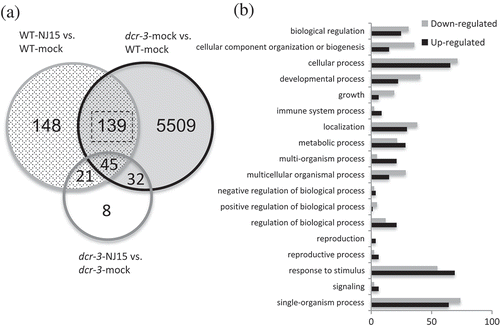 Figure 3. The numbers of NJ15-responsive genes are decreased in dcr-3.(a) The Venn diagram shows the overlap between the sets of differently expressed genes (DEGs) in NJ15-treated WT (WT-NJ15) vs. those in WT-mock [WT-NJ15/WT-mock], [(dcr-3)-NJ15/(dcr-3)-mock], and [(dcr-3)-mock/WT-mock] plants. Four-day-old seedlings grown in the dark were treated with 10 μM of NJ15 or mock substance (DMSO). Then, they were subjected to gravitropic stimulus for 3 h before RNA extraction. (b) Comparison of Gene Ontology (GO) profiles of upregulated and downregulated DEGs in a set of common 139 genes between WT-NJ15/WT-mock and (dcr-3)-NJ15/(dcr-3)-mock plants. Terms were adopted at the second level of biological process ontology. Y-axis bar is the frequency of each enriched GO term.