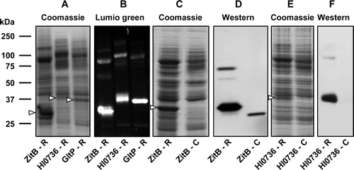 Figure 3.  Use of recombinational cloning for expression of transporters from three different protein families. Membranes (20 µg) from IPTG-induced cultures of E. coli strain Tuner(DE3)pLysS (A, B) or BL21 (C-F) harbouring the indicated constructs were subjected to SDS-PAGE. Proteins were detected using Coomassie blue (A, C, E), Lumio™ Green (B) or by staining Western blots with HisProbe™–HRP (D, F). Constructs designated ‘-R’ were produced by recombinational cloning, while those designated ‘-C’ were produced by conventional cloning. The mobilities of marker proteins of known molecular mass are shown on the left and the positions of the overexpressed monomeric forms of the proteins are indicated by arrowheads.