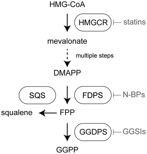 Figure 1. Location of geranylgeranyl diphosphate synthase (GGDPS) within the human isoprenoid biosynthetic pathway. The first and rate-limiting step of human isoprenoid synthesis is the conversion of HMG-CoA to mevalonate by HMG-CoA reductase (HMGCR). This enzyme is the molecular target of the statin drugs. Several steps downstream, farnesyl diphosphate synthase (FDPS) catalyzes the production of farnesyl diphosphate (FPP) from dimethylallyl diphosphate DMAPP and two equivalents of isopentenyl diphosphate (IPP). This enzyme is the molecular target of the nitrogenous bisphosphonates. Farnesyl diphosphate is a key branch point of isoprenoid metabolism, giving rise to squalene in a reaction catalyzed by squalene synthase (SQS) and geranylgeranyl diphosphate (GGPP) in the GGDPS reaction.