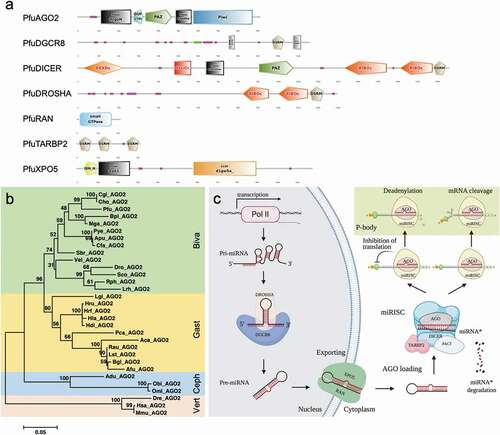 Figure 5. miRNA biogenesis factors and pathway in molluscs (A). Conserved domains of miRNA biogenesis factors in P. fucata. (B). Phylogenetic relationships of key miRNA biogenesis factor AGO2 in molluscs. Inferred protein sequences were aligned using ClustalX, and conserved positions were extracted using Gblocks and subjected to phylogenetic analysis. Homologous sequences from vertebrates (Vert), including Danio rerio (Dre), Mus musculus (Mmu), and Homo sapiens (Hsa), were used as outgroups. Biva is an abbreviation for Bivalvia, which is shaded in green; Gast for Gastropoda in yellow; and Ceph for Cephalopoda in blue. (C). A graphical reconstruction of miRNA biogenesis in molluscs. The miRNAs are transcribed by RNA polymerase II (Pol II) into primary miRNAs (pri-miRNA) and then processed by the DROSHA-DGCR8 complex into precursor miRNAs (pre-miR). The mature miRNA strand is highlighted in red. The pre-miR was transported from the nucleus into the cytoplasm by XPO5-RAN complex, where it was then loaded into the DICER-TARBP2 complex and then into an miRNA duplex and unwound. The mature strand is incorporated into the RNA-induced silencing complex (miRISC). Depending on an miRNA’s complementarity to a target mRNA, the miRISC-mediated gene regulation will occur via either translational repression or mRNA degradation