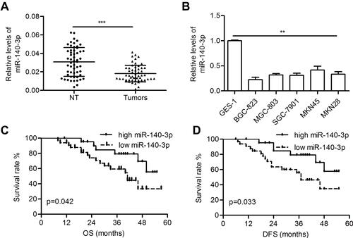 Figure 1 MiR-140-3p was downregulated in GC tissues and cell lines.