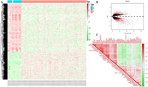 Figure 1. The expression of DEGs based on GEO database datasets. (A) Heatmap showed 793 DEGs, including 285 upregulated genes and 508 down-regulated genes and (B) Violin diagrams, the abscissa-above red dots represent upregulated genes in MM patients, the abscissa-below red dots represent down-regulated genes in MM patients and the black dots represent genes with no significant differences. (C) Correlation plot of 40 DEGs. The positive correlation was marked with red and negative correlation was marked with blue. The size of circle represents the absolute value of correlation coefficients.