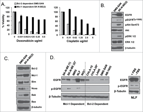 Figure 3. (A) WST-1 evaluation for survival following a 48-hour treatment with chemotherapy. Western blot analysis of EGFR signaling (B) and Bcl-2 family (C) proteins of untreated whole cell lysate from Bcl-2 dependent SMS-SAN and Mcl-1 dependent SK-N-BE(2). (D) Western analysis for EGFR and pEGFR performed in a panel of HR NB cell lines previously characterized for Bim binding patterns (Bcl-2 or Mcl-1 dependenceCitation4). Paired NB cell lines derived from the same patient's tumor at diagnosis and following cytotoxic therapy and relapse, with relapsed cell line designated with a *; SK-N-BE(1)/SK-N-BE(2)*, CHLA-15/CHLA-20*. NLF was incubated for 48 hours in the presence (+ FBS) or absence (- FBS) of serum and evaluated by western for EGFR and pEGFR.