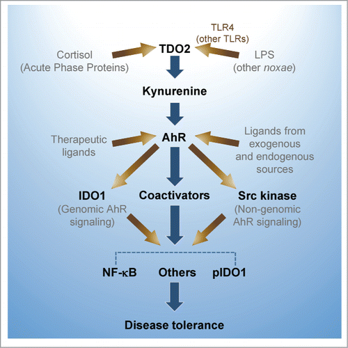 Figure 1. AhR controls hyperinflammatory responses to lipopolysaccharide (LPS) and other noxae, and contributes to "disease tolerance." An LPS sublethal dose activates TDO2 leading to kynurenine production from tryptophan. Kynurenine, by acting as an AhR ligand increases IL-10, and decreases IL-1β, TNF-α and IL-6. High-dose LPS rechallenge in primed mice triggers IDO1 phosphorylation by AhR complex-associated Src kinase activity and TGF-β production. IDO1 further increases kynurenine production, phosphorylated IDO1 acts a signaling molecule, and AhR, in association with several transcriptional partners, contributes to reprogramming gene expression and chromatin remodeling. LPS-tolerant mice challenged with either gram-negative or gram-positive bacteria are less prone to inflammatory pathology.