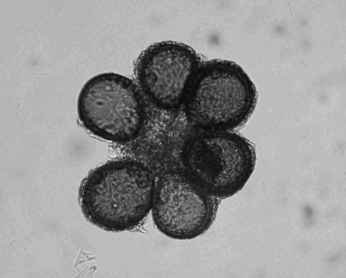 Fig. 3. A part of a sporocarp of Glomus sp. The size of the sporocarps ranged between 193 and 251 μm, and the diameter of the spores ranged between 57 and 84 μm.