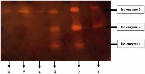 Figure 4. Zymogram of α-amylases extracted from the digestive system of D. maroccanus. Enzyme extract was pre-incubated with P. vulgaris inhibitor (AI1) for 30 min and then gel was run at 4 °C. Lane numbers are as follows: (1) Crude enzyme extract treated with AI1, (2) Crude enzyme extract with no inhibitor, (3) Crude enzyme extract treated with AI2, (4) Purified α- amylase incubated with AI1, (5) Control (Purified α- amylase with no inhibitor), (6) Purified α- amylase incubated with AI2.