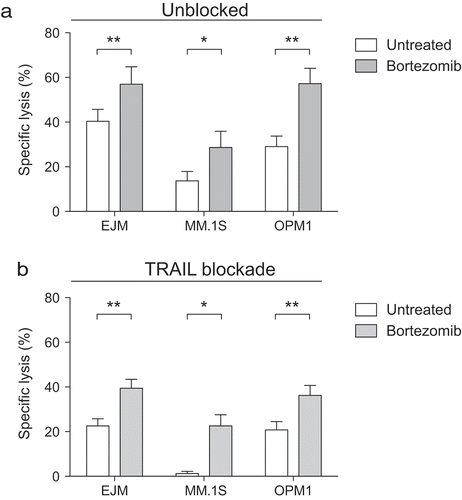 Figure 1. Bortezomib sensitizes multiple myeloma cells to NK cells, but only partially via the TRAIL/DR5 pathway.Overnight IL-2 activated NK cells were co-cultured with the MM cell lines EJM (n = 8), MM.1S (n = 6), OPM1 (n = 8) either pre-exposed (grey bars) or not (white bars) to 5 nM bortezomib for 24 hours. (a) Lysis of MM cells by NK cells following a 4-hour co-culture (n = 10). (b) Lysis of MM cell lines following a 4-hour co-culture with NK cells pre-treated with a TRAIL blocking antibody. Bars, mean. Error bars, standard deviation. * p < 0.05, ** p < 0.01.