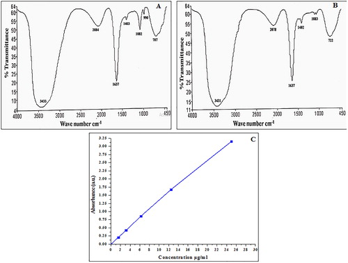 Figure 3. FTIR spectra of (A) GNPs encapsulated papain, (B) papain after bioconjugation of PpGNPs with 5FU and (C) UV–vis spectra of pure 5-FU.