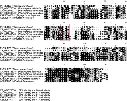 Figure 1. Amino acid sequence alignment of PvRXLR53 and the other similar RXLR effector proteins from different oomycete species