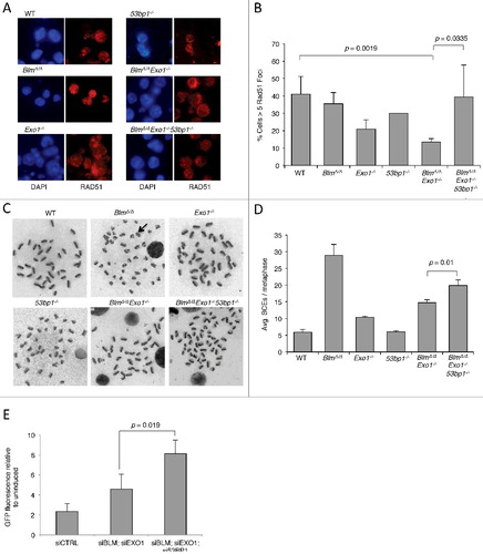 Figure 2. Deletion of 53BP1 restores HR in BLM and EXO1 double-deficient cells.