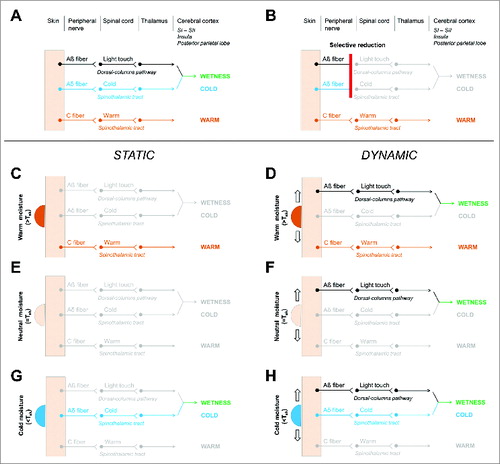 Figure 5. Neurophysiological model of cutaneous wetness sensitivity as developed by Filingeri et al. Mechano Aß, cold Aδ and warm C sensitive nerve fibers and their projections from the skin, through peripheral nerve, spinal cord (via the dorsal-column medial lemniscal pathway and the spinothalamic tract), thalamus and somatosensory cerebral cortex (including the primary and secondary somatosensory cortex cortices SI and SII, the insular cortex and the posterior parietal lobe) are shown. (A and B) Show the neural model of wetness sensitivity (consisting of Aδ and Aß afferents) under normal and under selective reduction in the activity of A-nerve fibers respectively. (C, E and G) Show the pathways for wetness sensitivity during static contact with warm, neutral and cold moisture. (D, F and H) Show the pathways for wetness sensitivity during dynamic contact with moisture. © [The American Physiological Society]. Permission to reuse must be obtained from the rightsholder.Citation11