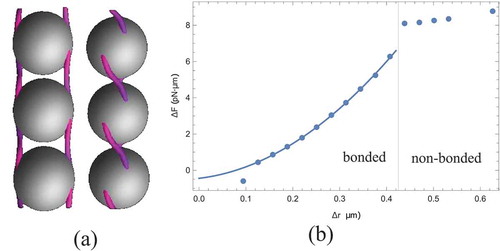 Figure 11. (a) Spheres with tangential anchoring in a cholesteric where the pitch is comparable to the sphere diameter (as in Figure 10c & f) are ‘bonded’ by disclination lines. (b) The energy of a pair of these colloids as a function of their separation shows a distinct change when the disclination lines bonding the particles breaks. Data used in this plot is from Ref [Citation69].