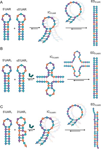 Figure 7. Proposed reaction mechanisms for annealing of 5ʹUAR/c5ʹUAR and 5ʹUAR/3ʹUAR in presence and absence of DENV2C. (A) Elucidating the proposed mechanism for 5ʹUAR/c5ʹUAR annealing involves first, the annealing kinetics showing an accumulation of an intermediate complex (IC5ʹUAR) and thus, suggesting a one-pathway reaction scheme. Annealing is nucleated via a kissing-loop intermediate (IC5ʹUAR), consisting of hydrogen bonding between complementary nucleotides in the loops of the 5ʹUAR and the c5ʹUAR (red dashed line). Formation of IC5ʹUAR involves melting of two base pairs (G7-C15 and A8-U14) near the bottom of the 5ʹUAR loop. After which, interconversion from IC5ʹUAR to ED5ʹUAR takes place, likely involving the melting of the next three base pairs (A6-U16, G5-C17 and A4-U18) in the middle region of the 5ʹUAR stem. (B) DENV2C-promoted 5ʹUAR/c5ʹUAR annealing starts with the opening of the 5ʹUAR hairpin in the stem region, allowing annealing via the stems. Formation of IC5ʹUAR1 involves melting of the five base pairs (A1-U21, U2-A20, U3-G19, A4-U18 and G5-C17) in the lower 5ʹUAR stem. Interconversion from IC5ʹUAR1 to ED5ʹUAR1 involves melting of the three remaining base pairs (A6-U16, G7-C15 and A8-U14) in the upper part of 5ʹUAR stem. (C) DENV2C-promoted 5ʹUAR/3ʹUAR annealing takes place predominantly through the kissing-loop intermediates, with IC3ʹUAR1 formation likely involving the melting of the two base pairs (G7-C15 and A8-U14) near the bottom of the 5ʹUAR loop. Interconversion from IC to ED likely involves the melting of the three remaining base pairs (A6-U16, G5-C17 and A4-U18) in the middle region of the 5ʹUAR stem