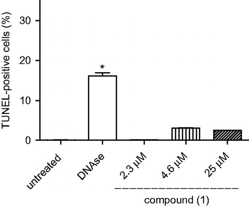 Figure 4. DNA fragmentation in W2 strain P. falciparum incubated with compound 1. Parasites were incubated with 0.05% DMSO (untreated), DNAse (positive control) or compound 1 and then analyzed by flow cytometry by using to the terminal deoxynucleotidyltransferase-mediated dUTP nick end labelling assay (TUNEL). One experiment was performed, in triplicate. *p < 0.001 in comparison to untreated cells.