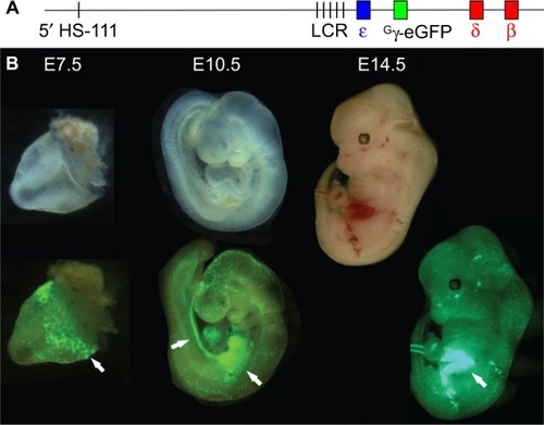 Figure 2 Visualization of sites of erythropoiesis using the Gγ-eGFP fluorescently tagged BAC reporter mouse.Notes: (A) The human β-globin locus, carried on a BAC, was modified via recombineering to replace the Gγ and Aγ genes with that of eGFP, under the control of the Gγ promoter. (B) Transgenic mouse embryos carrying the modified β-globin locus are shown under visible light (upper) and fluorescence illumination (lower). eGFP fluorescence marks the sites yolk sac blood islands at E7.5, the aorta-gonad-mesonephros and fetal liver at E10.5, and the fetal liver at E12.5 (arrows).Citation33