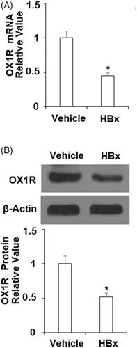 Figure 2. HBx reduces the expression of orexin-1 receptor (OX1R) in L-02 hepatocytes. The HBx-encoding plasmids were transfected into L-02 hepatocytes for 48 h. (A) Real-time PCR analysis revealed that overexpression of HBx decreased the expression of OX1R at the mRNA level; (B) Western blot analysis revealed that overexpression of HBx reduced the expression of OX1R at the protein level (*p < .01 vs vehicle group).