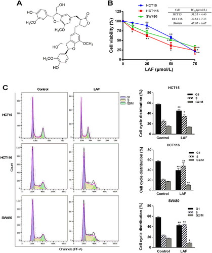 Figure 1. LAF inhibits proliferation and induces the S phase arrest of human colorectal cancer cells. (A) Structure of LAF. (B) Human colon cancer cell lines (HCT15, HCT116, and SW480) were treated with LAF (0, 25, 50 or 75 μmol/L) for 48 h. Cell viability was assessed via sulforhodamine B assay. (C) HCT15, HCT116, and SW480 cells were treated with 50 μmol/L LAF for 48 h and then analyzed via flow cytometry after propidium iodide staining. All data are expressed as the mean ± standard deviation (SD) (n = 6). *p < 0.05, **p < 0.01, significantly different from the control without LAF treatment.
