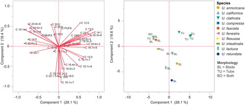 Figure 5. Principal component analysis (PCA) of the fatty acid profiles (left panel) of various Ulva spp. grouped by morphology (tubular or foliose/blade, right panel). Two species known to exhibit both morphologies were labeled as “both.” data were sourced from Supplementary Table 2 and analyzed using JMP® pro v. 17 (SAS Institute Inc., Cary, NC, USA). Prior to analysis, data underwent a log + 0.1 transformation. Trace values (less than 0.1%) were substituted with 0.001%.