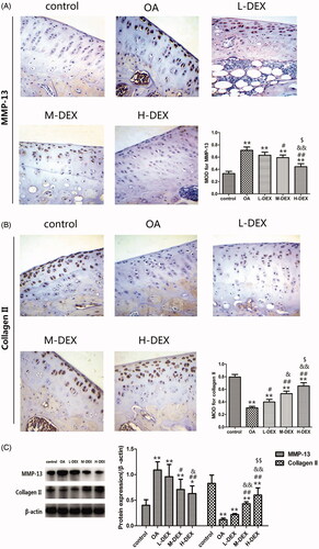 Figure 4. Effect of Dex on cartilage matrix metabolism in OA rats. (A) The expression of MMP-13 and collagen II expression in cartilage tissue was analyzed by immunohistochemistry after Dex treatment (×400). (B) Western blot analysis of expression of MMP-13 and collagen II in cartilage tissue. Values are means ± SD. N = 10. **p < 0.01 vs. control group; #p < 0.05, ##p < 0.01 vs. OA group; &p < 0.05, &&p < 0.01 vs. L-DEX group; $p < 0.05, $$p < 0.01 vs. M-DEX group.
