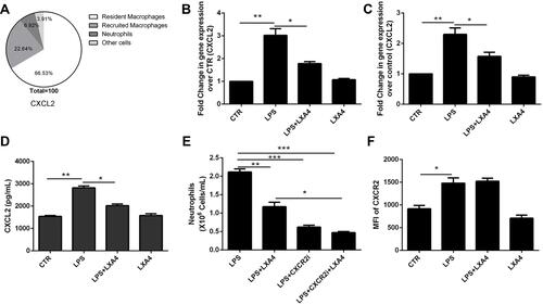 Figure 4 LXA4-mediated reduction of LPS-induced neutrophil recruitment is dependent on secretion and release of CXCL2 by resident macrophages. LXA4 (0.1 µg/mouse) was administrated 10 min after LPS (1 mg/kg) stimulation. Twenty-four hours later, CXCL2 was measured by flow cytometry (A). CXCL2 mRNA (B) level on lung tissues and CXCL2 protein level (D) on the BALF were measured by real-time PCR and Elisa. Mice received a CXCR2 inhibitor (2 mg/kg) in the presence or absence of LXA4 via intraperitoneal injection 10 min after LPS administration. The number of neutrophils in the BALF and the mean fluorescence intensity (MFI) (E) of CXCR2 (F) were assessed by flow cytometry. Resident macrophages were sorted and cultured with LPS (1 μg/mL) in the presence or absence of LXA4 (100 nM) for 24 h. CXCL2 expression was measured by RT-PCR (C). The data are presented as the mean ± SEM, n =6- 9. *p<0.05, **p<0.01,***p<0.001.