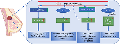 Figure 7 Regulatory mechanisms of lncRNA HOXC‑AS3 in breast cancer.